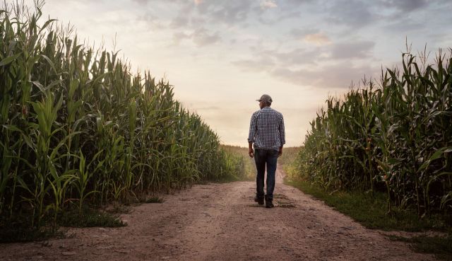 A farmer walking through corn stalks.