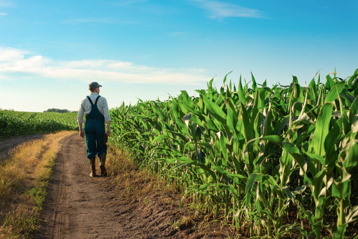 A farmer walking along a corn field.
