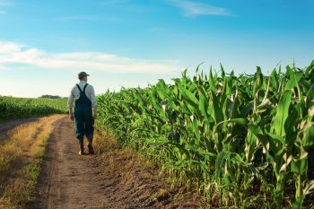 A farmer walking along a corn field.
