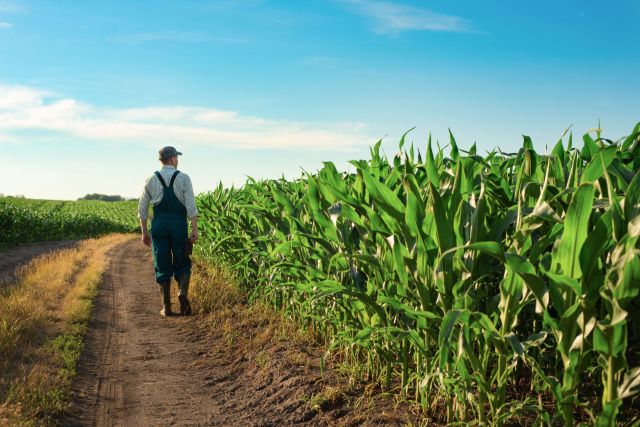 A farmer walking along a corn field.