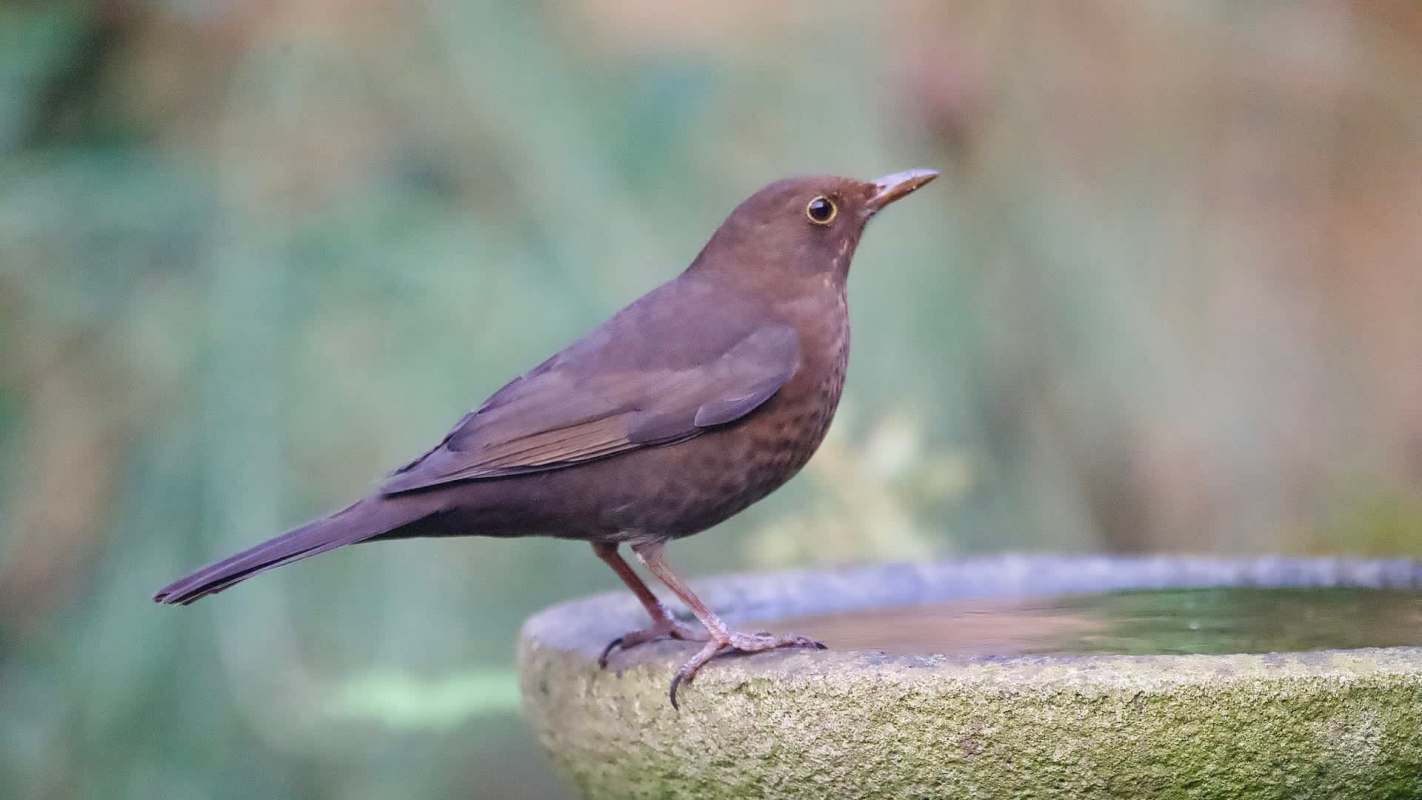 A bird standing on the edge of a birdbath.