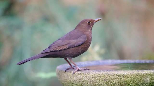 A bird standing on the edge of a birdbath.
