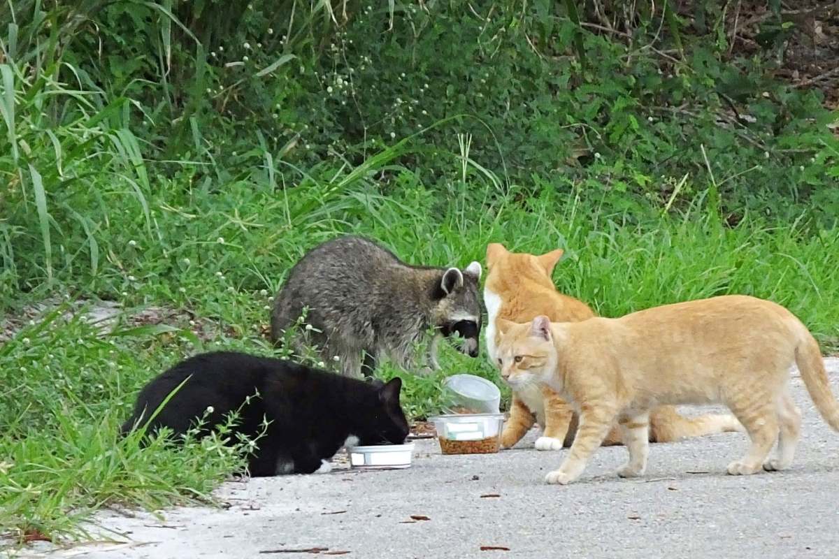 A raccoon and three cats gather around food containers on a grassy roadside.