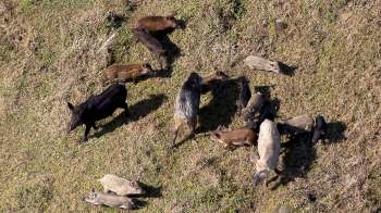 Wild boars foraging in grass.