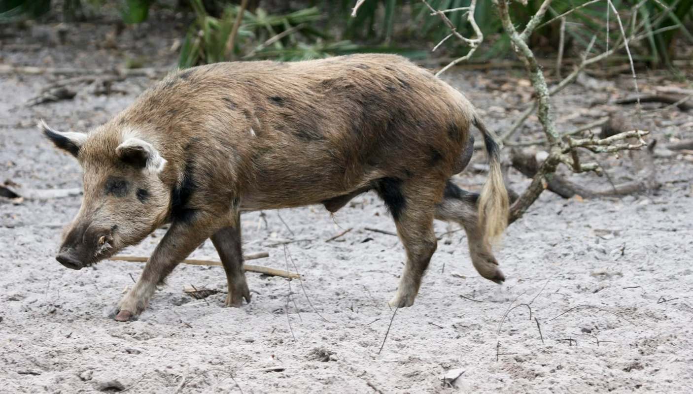 A wild boar walking on sandy ground with sparse vegetation in the background.