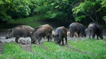 A group of wild boars forages in a grassy area surrounded by trees.