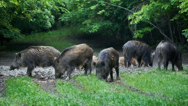 A group of wild boars forages in a grassy area surrounded by trees.