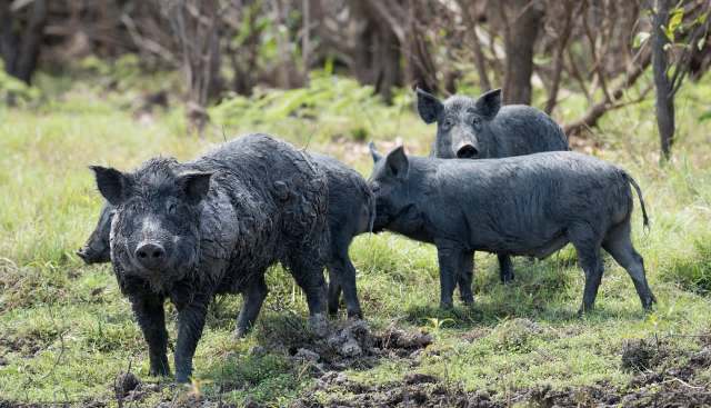 Three pigs, covered in mud, are in a grassy area near some trees.
