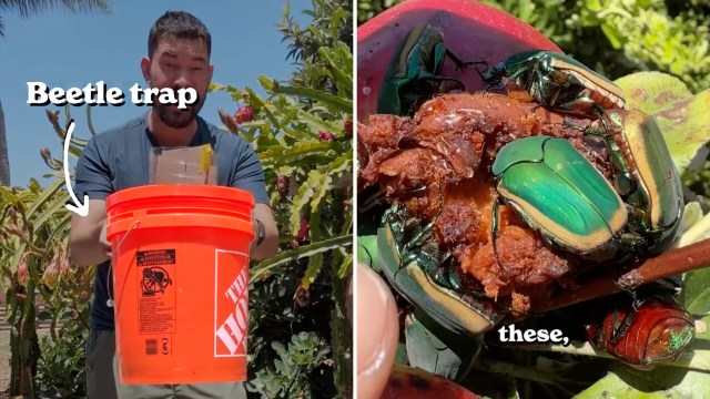 A person holds a bright orange bucket labeled "beetle trap" next to a close-up of beetles on fruit.