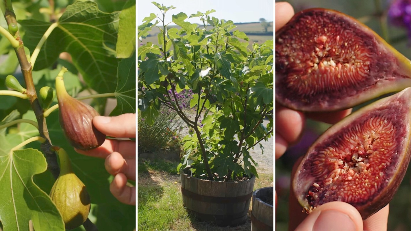 Fig fruits on a tree, a potted fig tree, and a person holding a sliced fig showing its interior.
