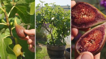 Fig fruits on a tree, a potted fig tree, and a person holding a sliced fig showing its interior.
