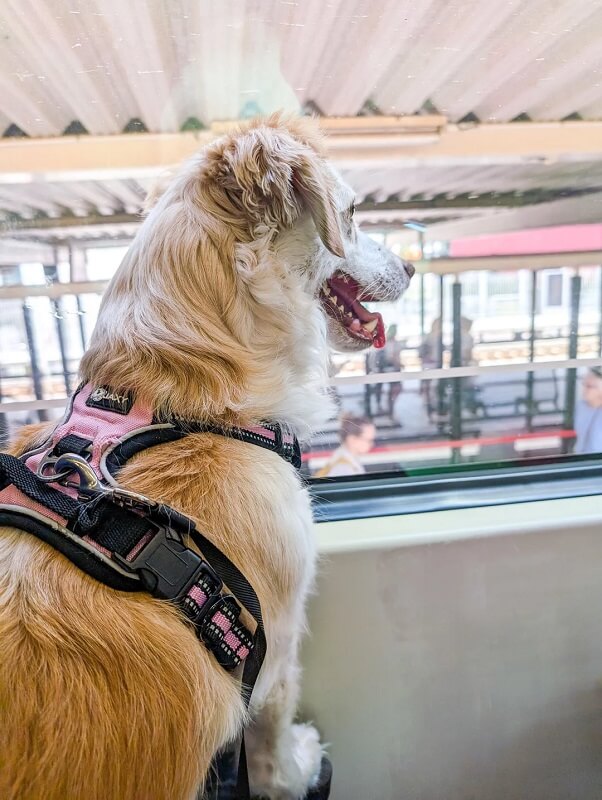 A dog looking out of the window.