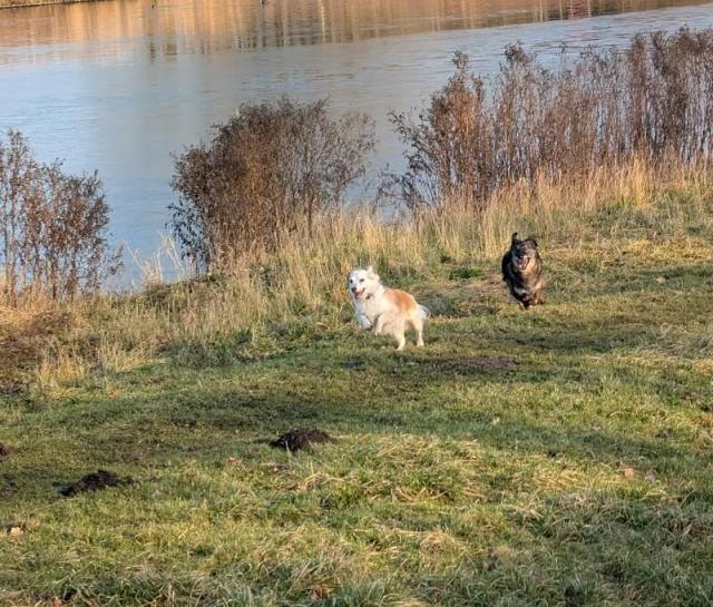 Two dogs running happily alongside a body of water.