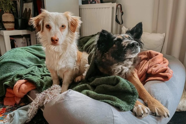 Two dogs sit on a bed covered in various blankets.