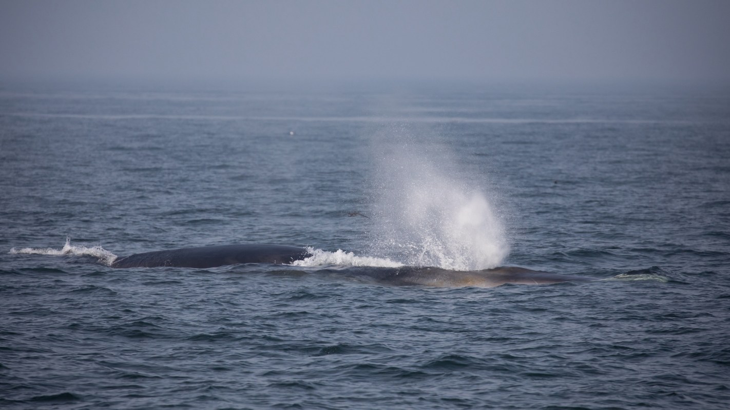 A whale surfaces in the ocean, producing a spout of water.