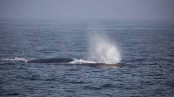 A whale surfaces in the ocean, producing a spout of water.
