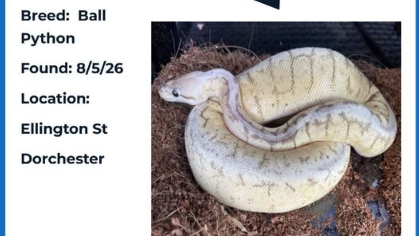 A ball python is coiled on a bed of bedding material.