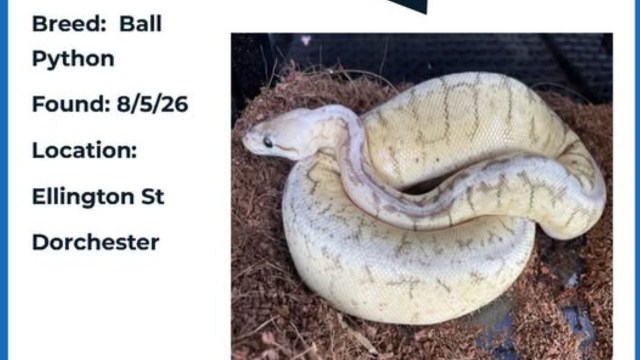 A ball python is coiled on a bed of bedding material.