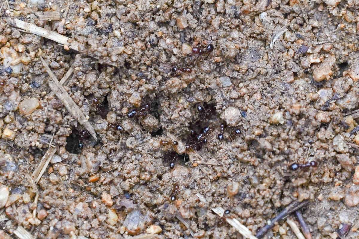Ants moving across brown soil with small rocks and debris.