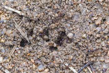 Ants moving across brown soil with small rocks and debris.
