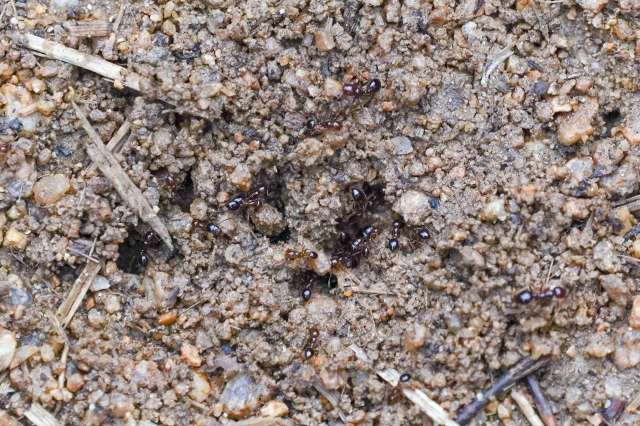 Ants moving across brown soil with small rocks and debris.