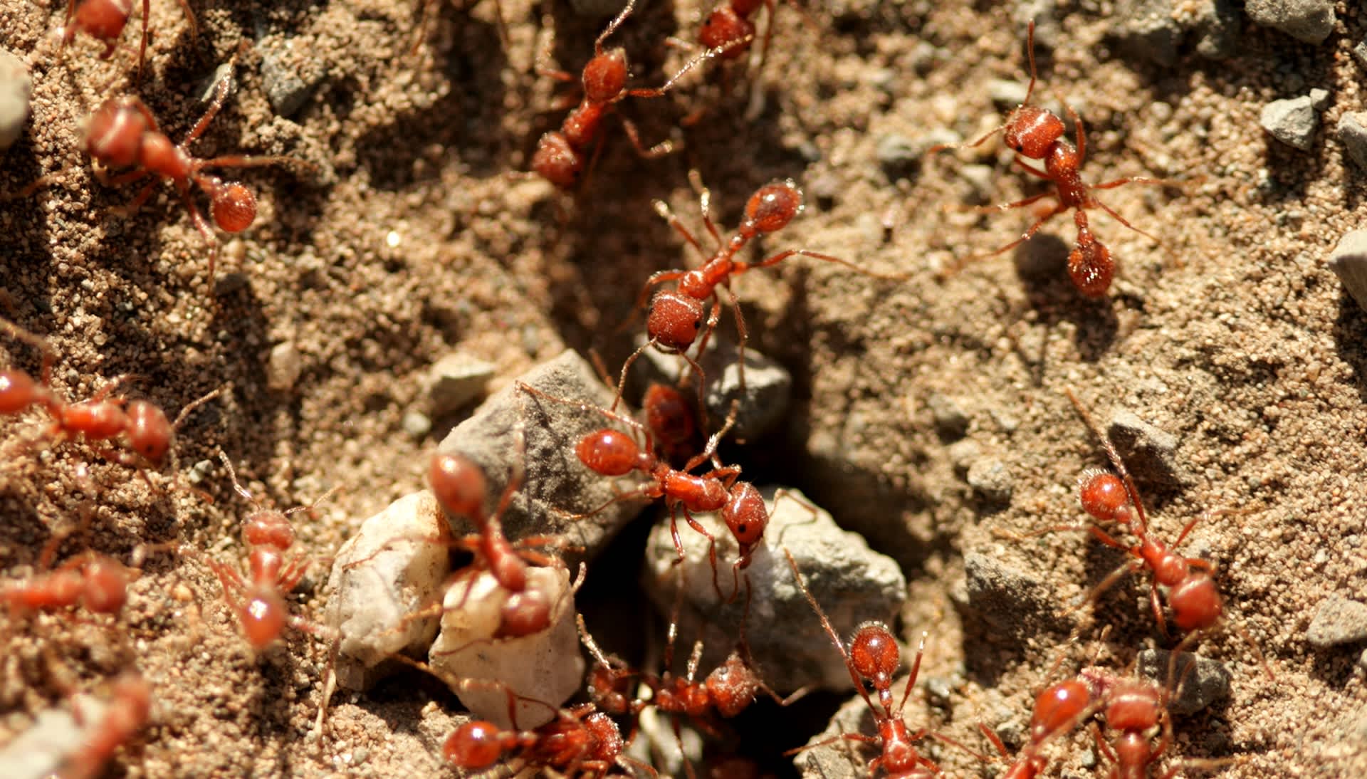 Experts warn fire ants in Australia could kill thousands of pets, cost household...