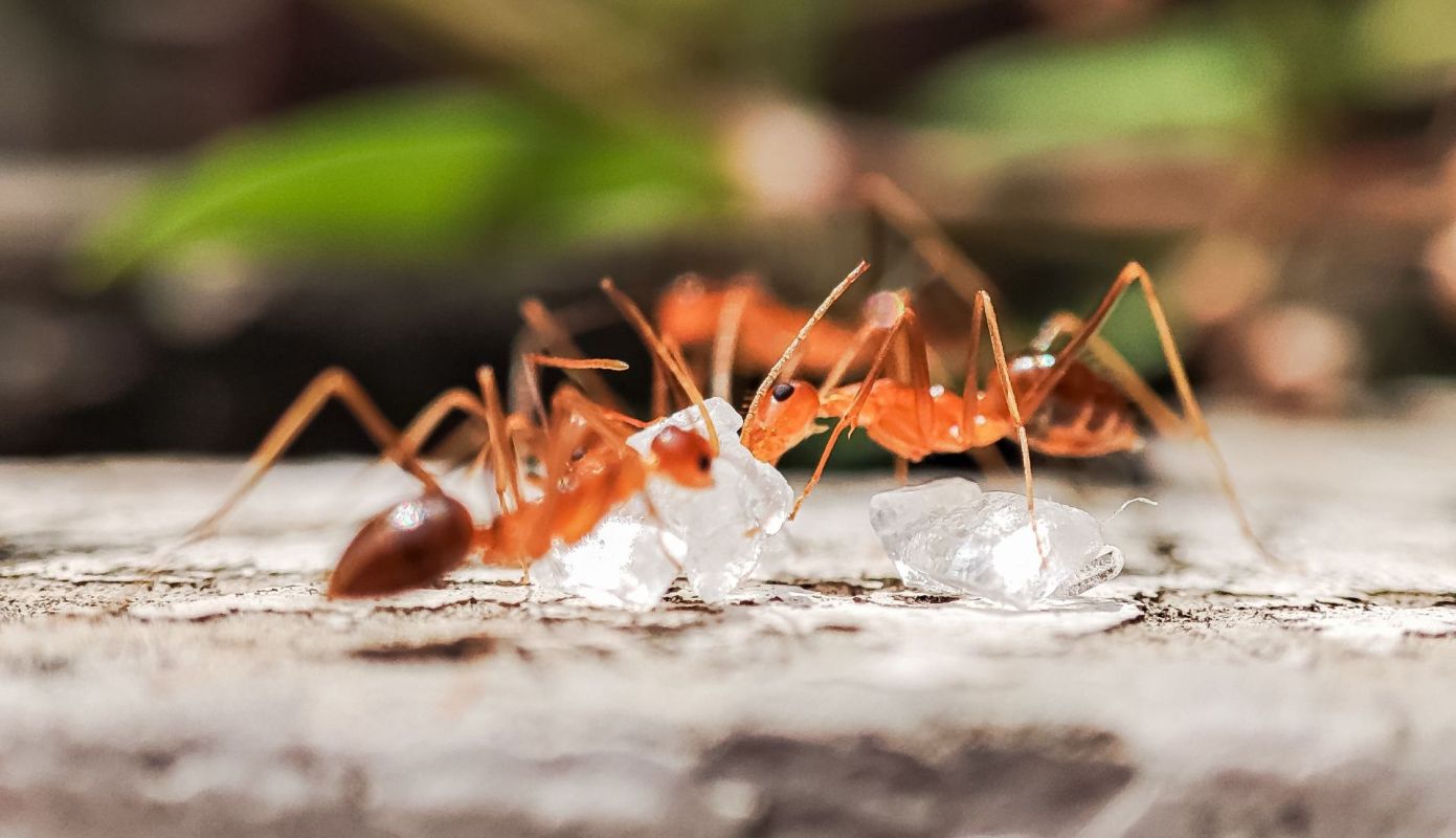 Fire ants around a sugar crystal.