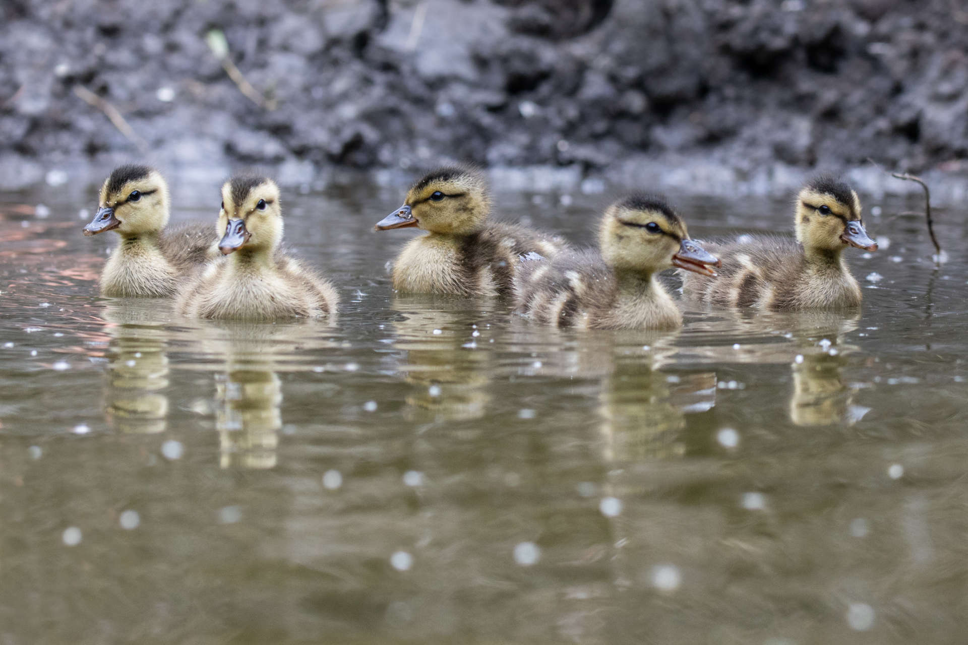 Firefighter heading to Home Depot makes unexpected stop to rescue 5 ducklings fr...