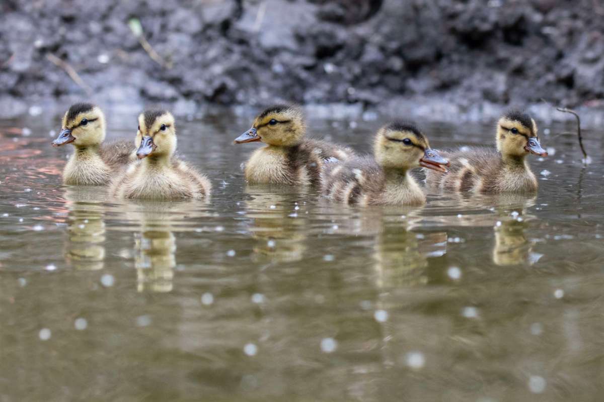 Five ducklings swim together in a pond.