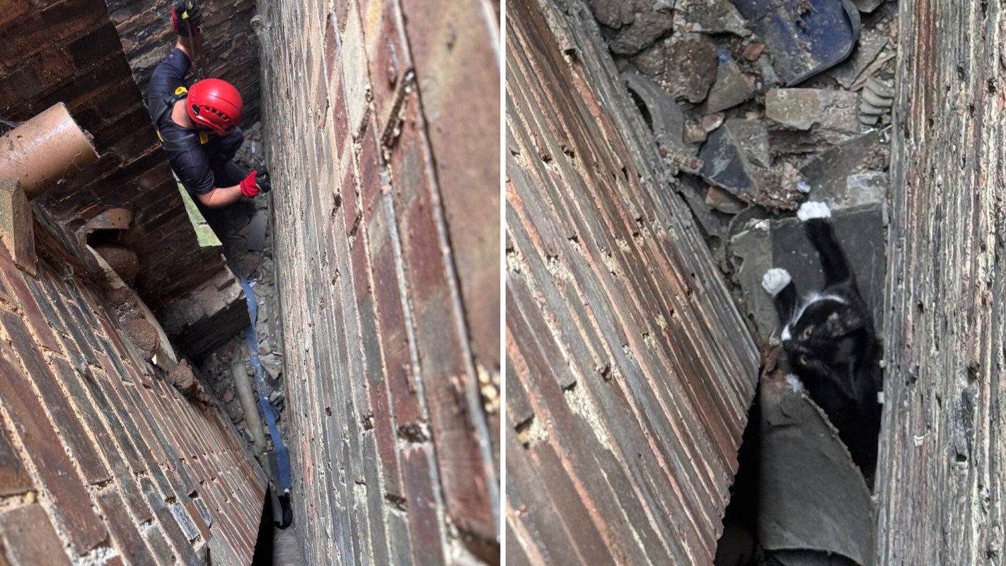A person uses climbing gear to navigate a narrow space between brick walls to rescue a trapped cat.