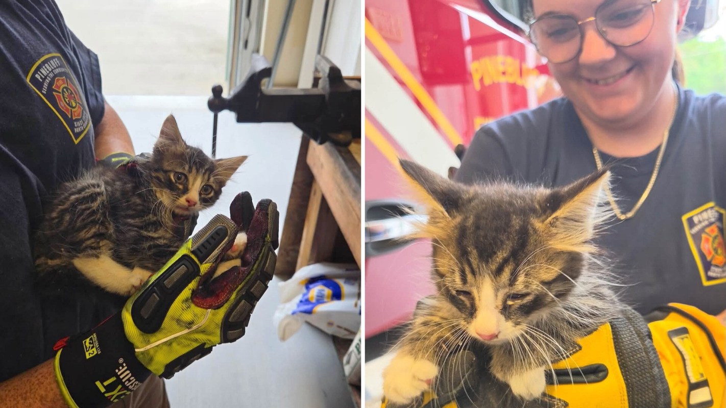 A person in gloves holds a kitten, with a fire department vehicle visible in the background.