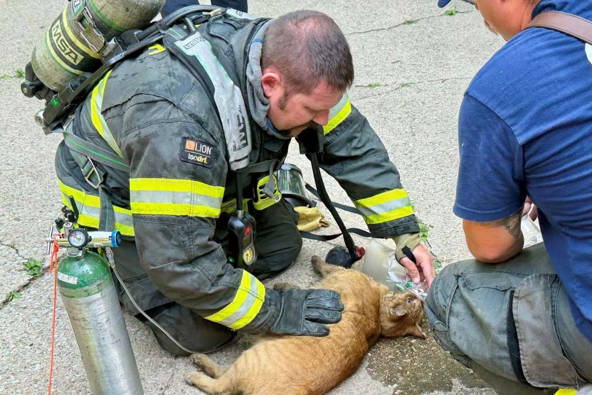 Firefighters putting an oxygen mask on a cat.