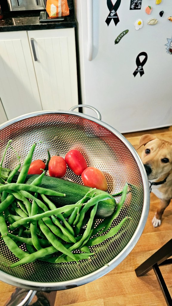 A bowl of tomatoes, green beans and a zucchini with a hopeful dog in the background.