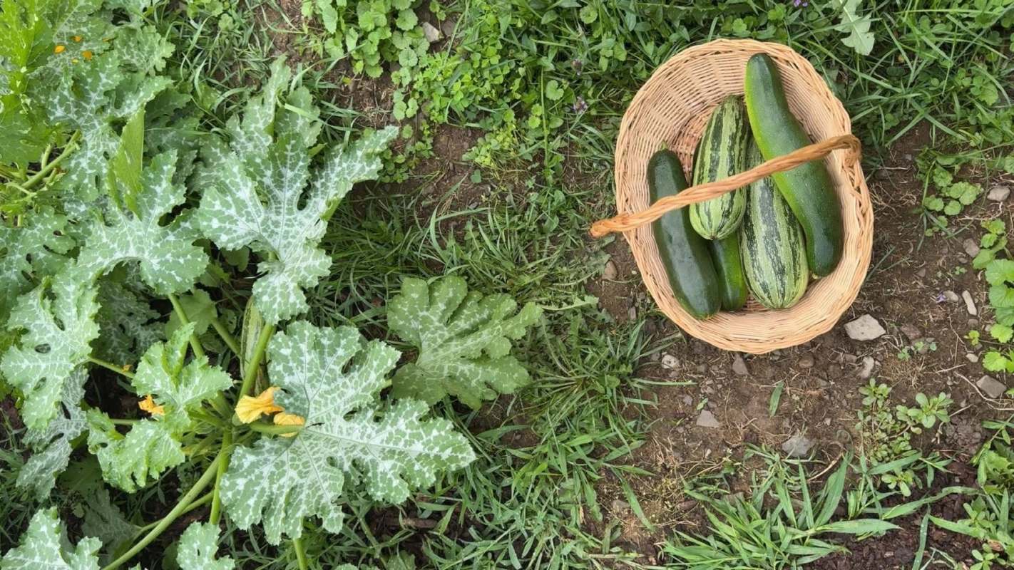 A basket of zucchinis on the ground next to green zucchini plants and grass.