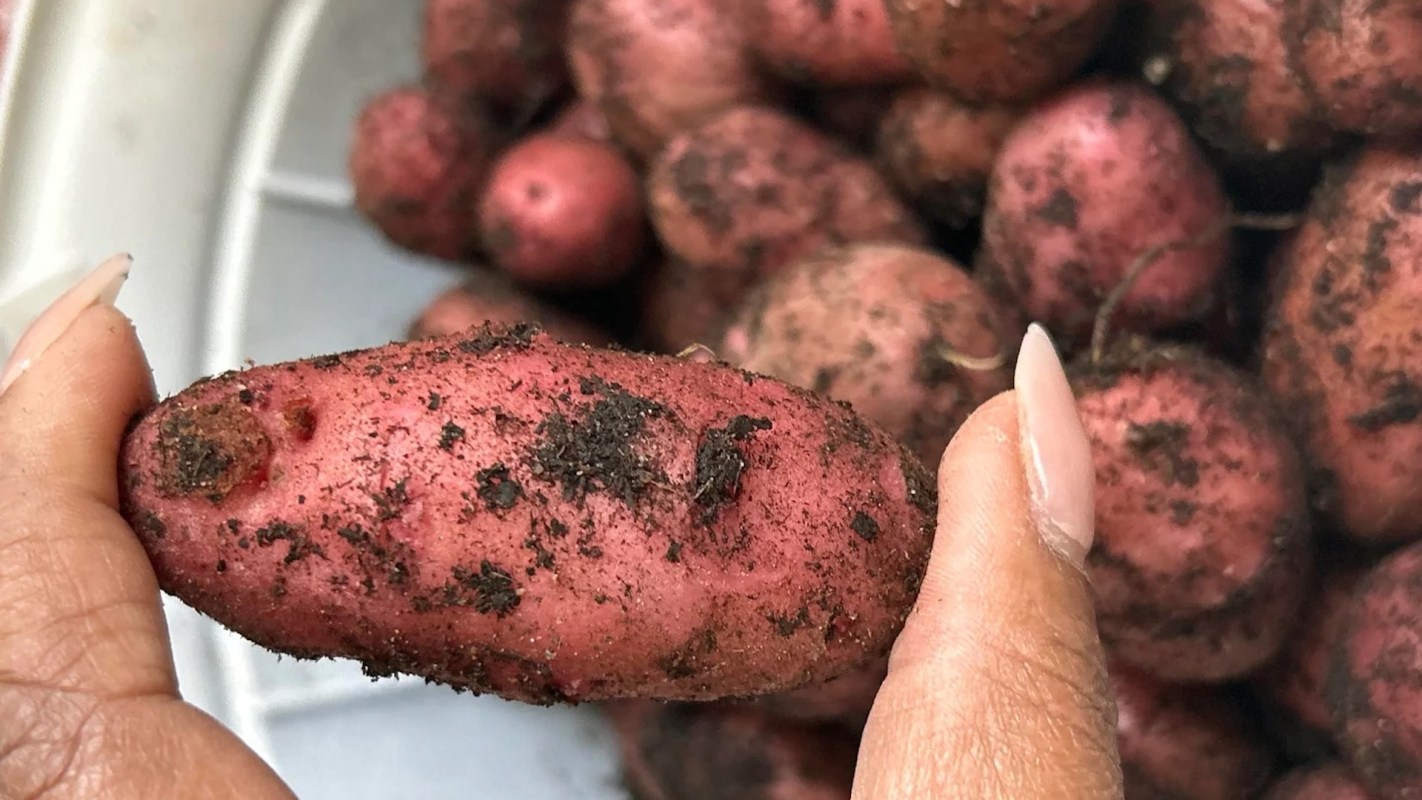 A hand holding a small, dirty red potato with several other potatoes in the background.