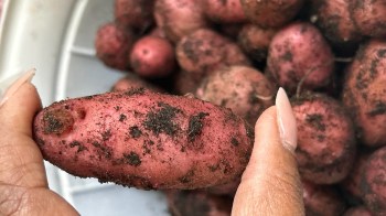 A hand holding a small, dirty red potato with several other potatoes in the background.