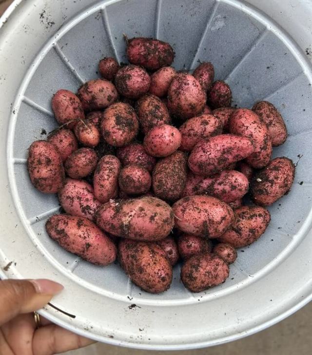 A hand holding a small, dirty red potato with several other potatoes in the background.
