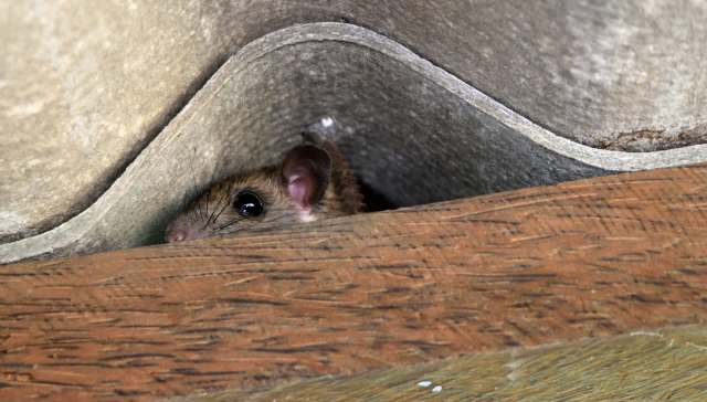 A mouse hiding between roof tiles and a wooden beam.