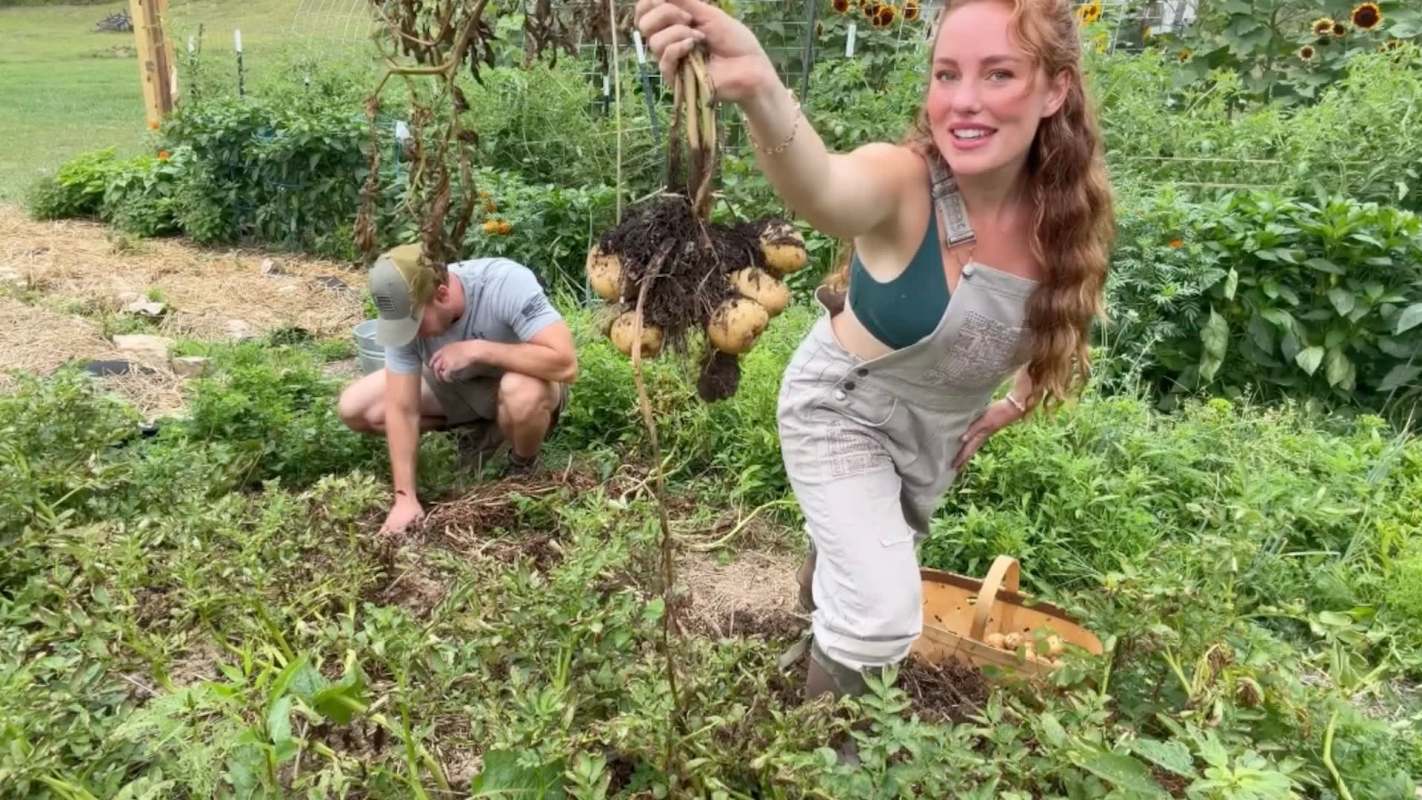 A person holds freshly harvested potatoes in a garden while another person digs in the soil nearby.