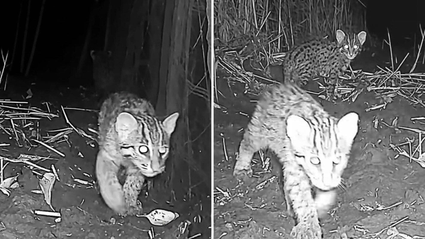 Two fishing cat kittens with spots are seen in a dark setting, one walking forward and the other standing behind.