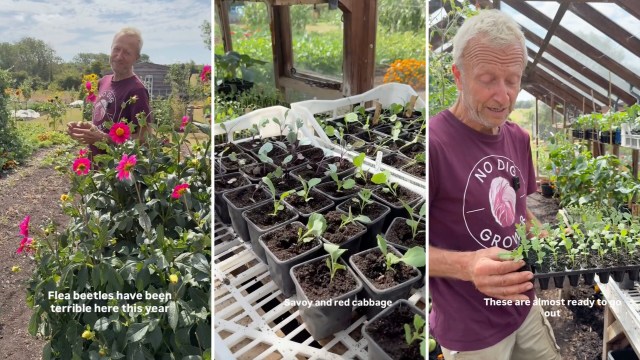 A man stands among colorful flowers in a garden, showcasing seedlings in trays.