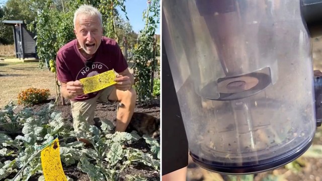 A person holds a yellow sticky trap in a garden with vegetables in the background.