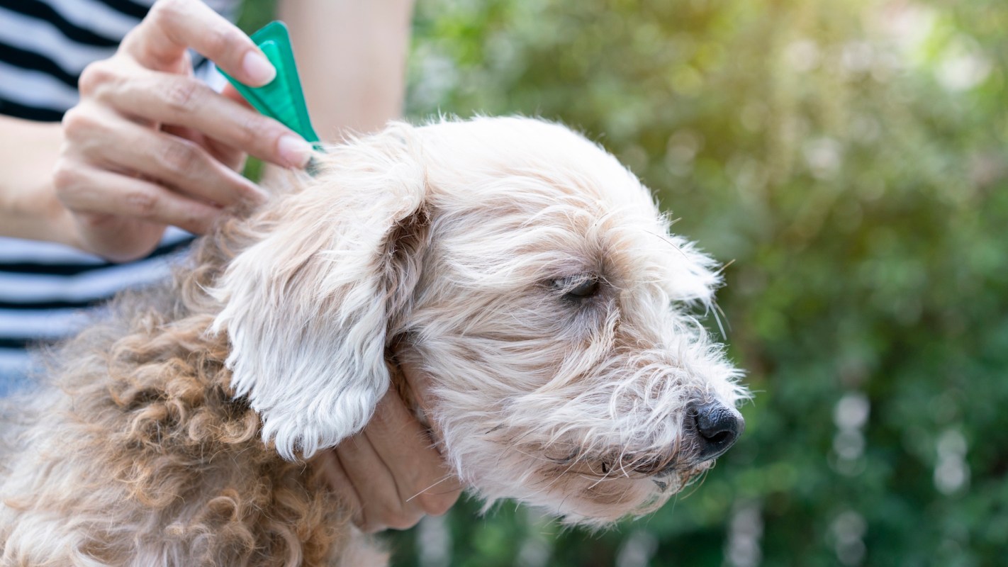 A person applies treatment to a dog's ear in a garden setting.