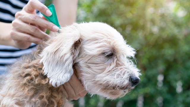 A person applies treatment to a dog's ear in a garden setting.