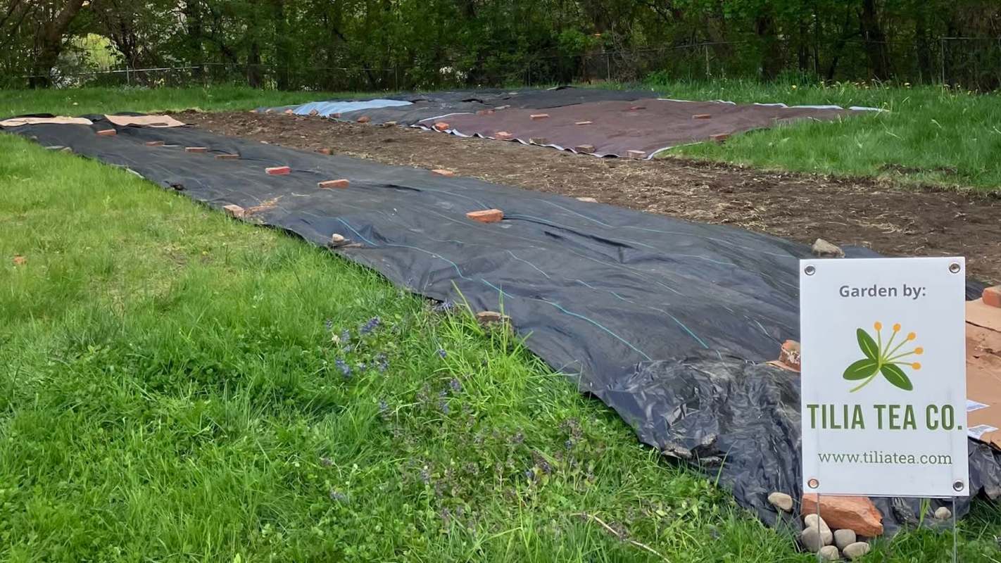 A garden bed covered with black tarps and bricks, with a sign for Tilia Tea Co. in the foreground.