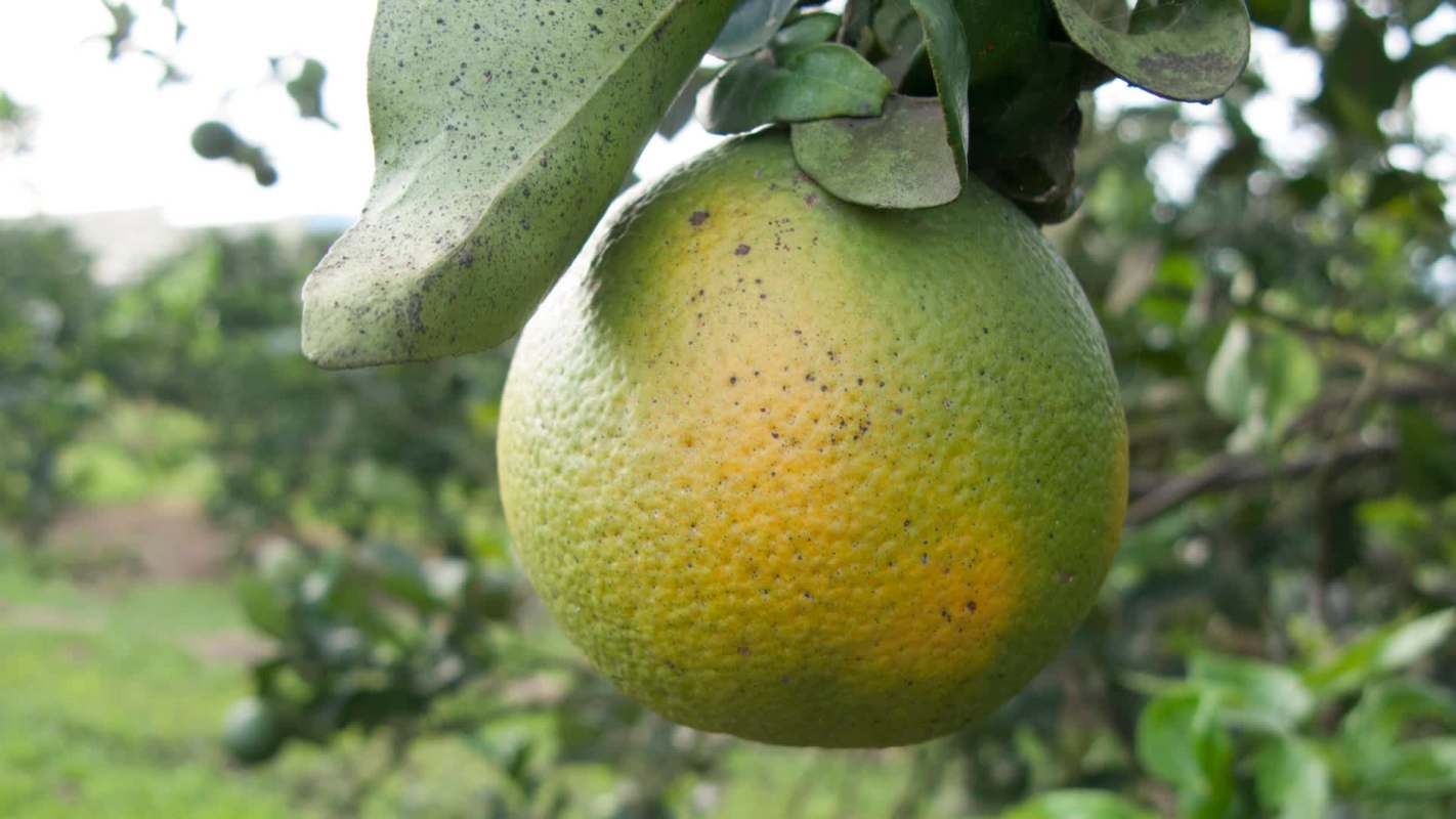 Orange citrus infected with huanglongbing or yellow dragon citrus greening hanging from a tree branch.