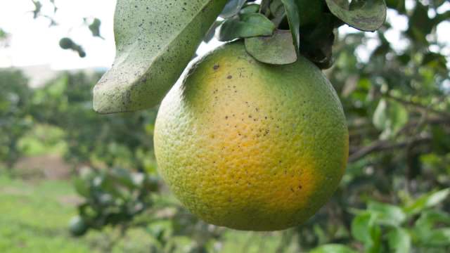 Orange citrus infected with huanglongbing or yellow dragon citrus greening hanging from a tree branch.