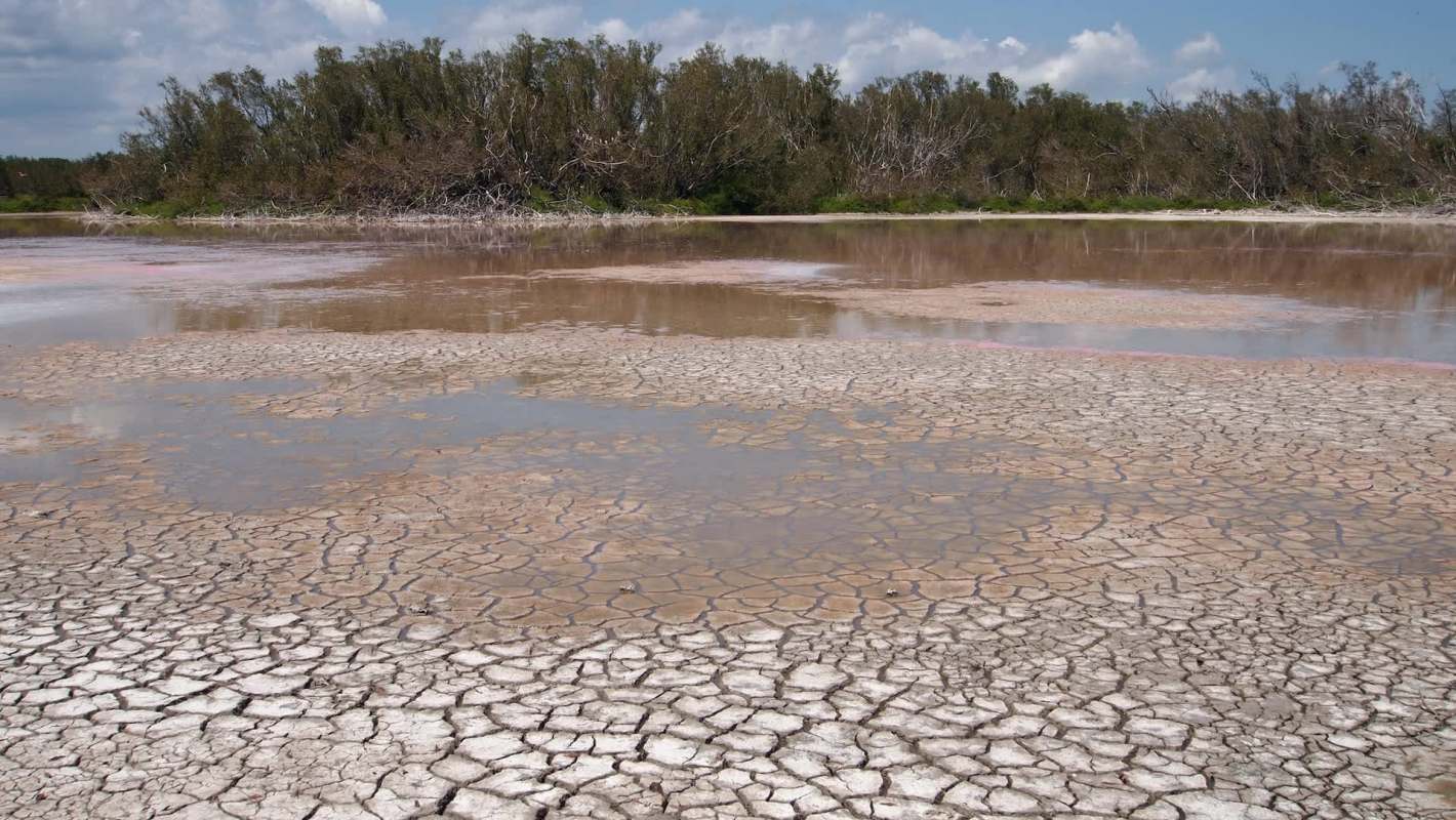 A salt flat with cracked earth and a shallow pool of water, surrounded by sparse vegetation and trees in the background.