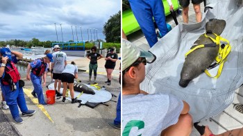 A group of people work together near a manatee secured in a stretcher on a dock.