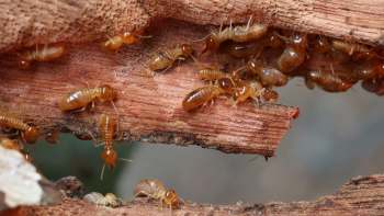 Termites on bark.